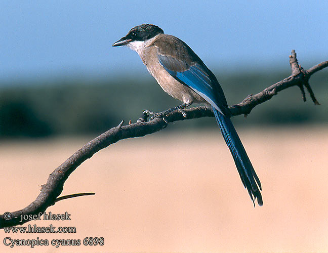 Modrana strakovitá Cyanopica cooki cyana cyanus Iberian Azure-winged Magpie Spanish Blauelster Pie bleue ibérique Rabilargo Ibérico Straka iberská modrá Pega-azul Blaskade Blauwe Ekster Gazza aliazzurre Siniharakka Blaskata Blaskjare 灰喜鵲 Голубая сорока オナガ 물까마귀