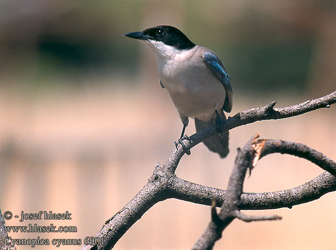 Iberian Azure-winged Magpie Spanish Blauelster Pie bleue ibérique Rabilargo Ibérico Straka iberská modrá Pega-azul Blaskade Blauwe Ekster Gazza aliazzurre Siniharakka Blaskata Blaskjare 灰喜鵲 Голубая сорока オナガ 물까마귀 Modrana strakovitá Cyanopica cooki cyana cyanus