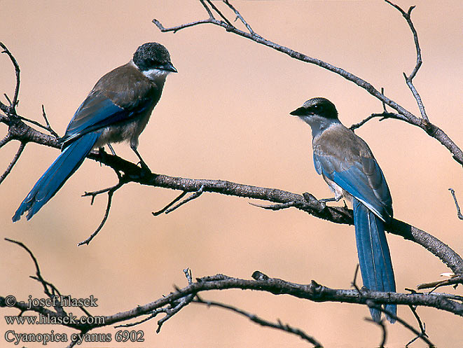 Pie bleue ibérique Rabilargo Ibérico Straka iberská modrá Pega-azul Blaskade Blauwe Ekster Gazza aliazzurre Siniharakka Blaskata Blaskjare 灰喜鵲 Голубая сорока オナガ 물까마귀 Modrana strakovitá Cyanopica cooki cyana cyanus Iberian Azure-winged Magpie Spanish Blauelster