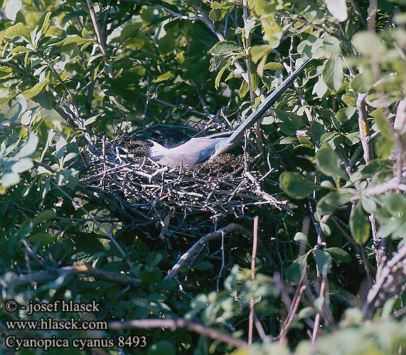 灰喜鵲 Голубая сорока オナガ 물까마귀 Pega-azul Cyanopica cyana