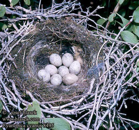 Голубая сорока オナガ 물까마귀 Pega-azul Cyanopica cyana cyanus