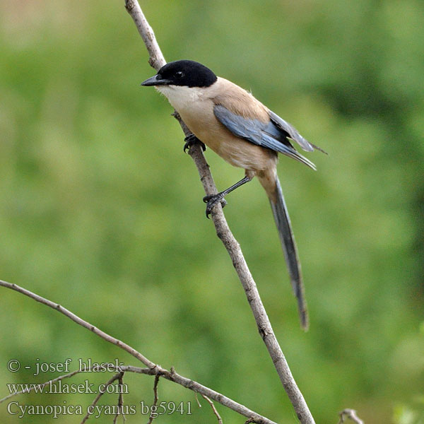 Cyanopica cooki bg5941