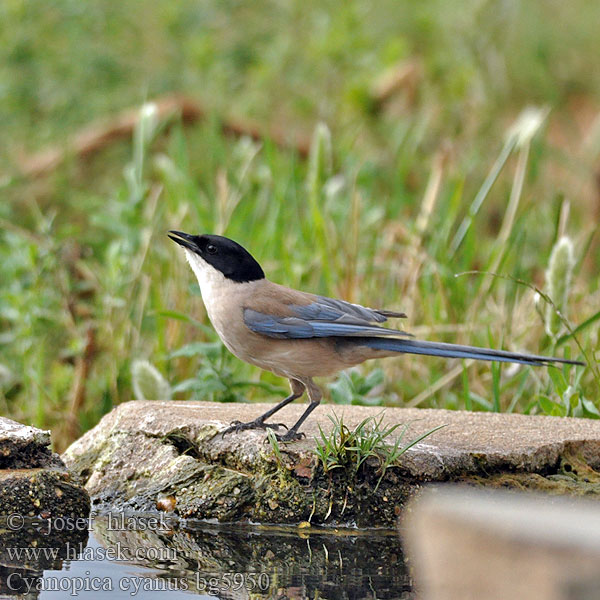 Cyanopica cooki bg5950