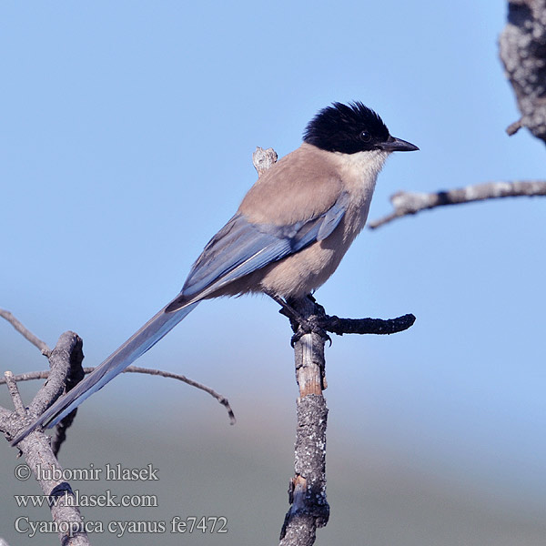 Cyanopica cooki fe7472