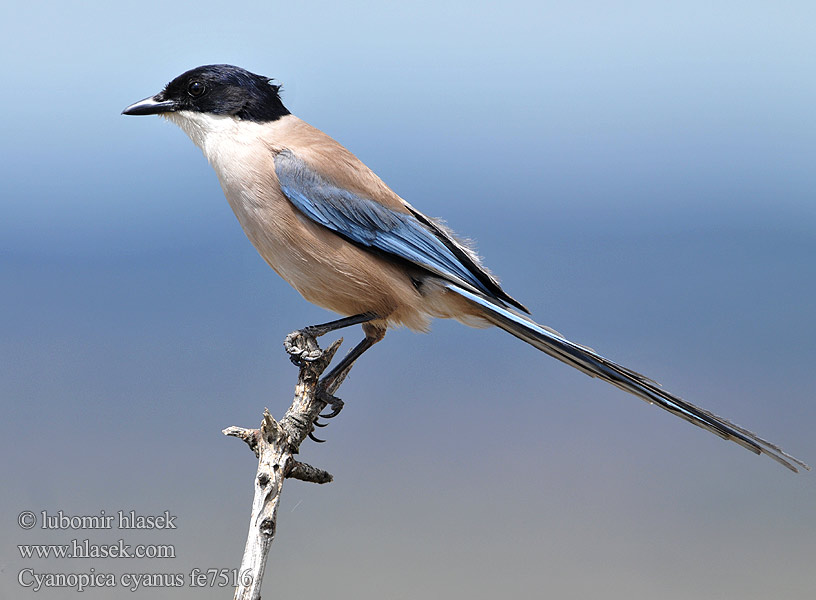 Blaskade Blauwe Ekster Gazza aliazzurre Siniharakka Blaskata Blaskjare 灰喜鵲 Голубая сорока オナガ 물까마귀 Modrana strakovitá Cyanopica cooki cyana cyanus Iberian Azure-winged Magpie Spanish Blauelster Pie bleue ibérique Rabilargo Ibérico Straka iberská modrá Pega-azul