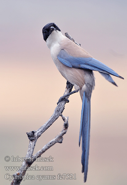 Blauwe Ekster Gazza aliazzurre Siniharakka Blaskata Blaskjare 灰喜鵲 Голубая сорока オナガ 물까마귀 Modrana strakovitá Cyanopica cooki cyana cyanus Iberian Azure-winged Magpie Spanish Blauelster Pie bleue ibérique Rabilargo Ibérico Straka iberská modrá Pega-azul Blaskade