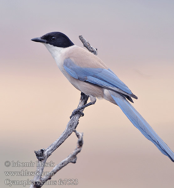 灰喜鵲 Голубая сорока オナガ 물까마귀 Modrana strakovitá Cyanopica cooki cyana cyanus Iberian Azure-winged Magpie Spanish Blauelster Pie bleue ibérique Rabilargo Ibérico Straka iberská modrá Pega-azul Blaskade Blauwe Ekster Gazza aliazzurre Siniharakka Blaskata Blaskjare