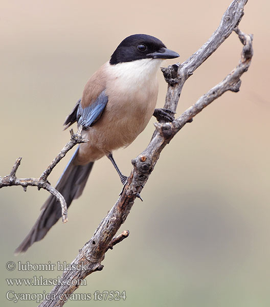 Cyanopica cooki fe7524