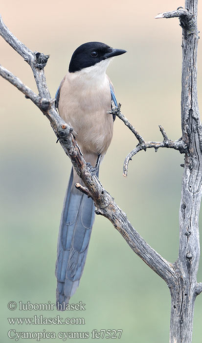 Cyanopica cooki fe7527