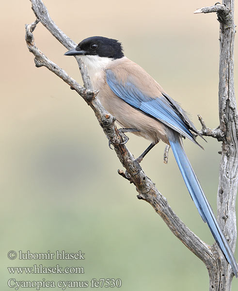 Cyanopica cooki cyana cyanus Iberian Azure-winged Magpie Spanish Blauelster Pie bleue ibérique Rabilargo Ibérico Straka iberská modrá Pega-azul Blaskade Blauwe Ekster Gazza aliazzurre Siniharakka Blaskata Blaskjare 灰喜鵲 Голубая сорока オナガ 물까마귀 Modrana strakovitá