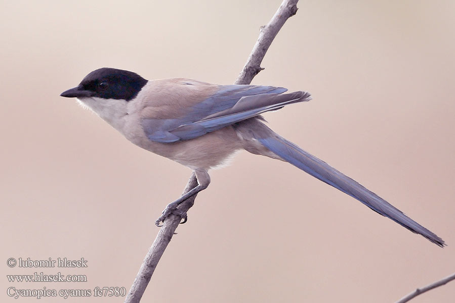 Cyanopica cooki cyana cyanus Pie bleue ibérique Rabilargo Ibérico Straka iberská modrá Pega-azul Blaskade Blauwe Ekster Gazza aliazzurre Siniharakka Blaskata Blaskjare 灰喜鵲 Голубая сорока オナガ 물까마귀 Modrana strakovitá Iberian Azure-winged Magpie Spanish Blauelster