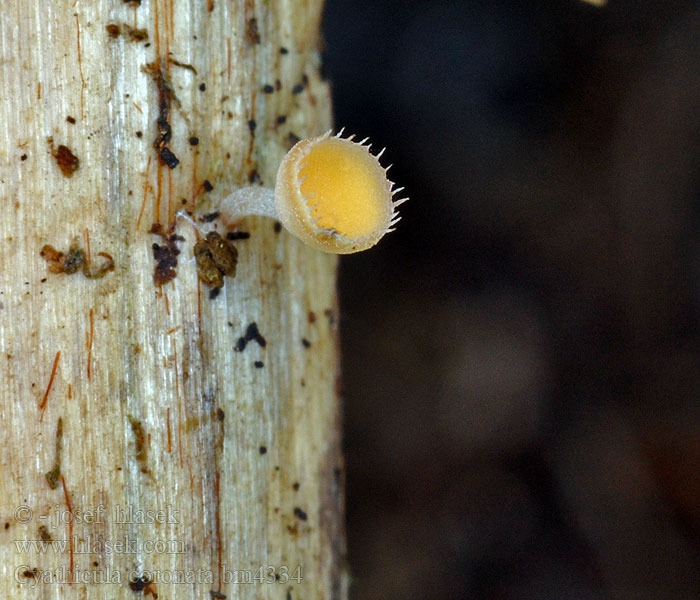 Cyathicula coronata Dlouhobrvka zdobená Gekroond geleikelkje