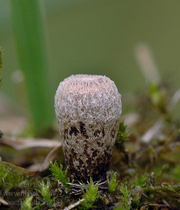 Cyathus olla Číšenka hrnečková Topf-Teuerling Bleek nestzwammetje Kubek ołowianoszary Čiaškovec hladký Klokke-Redesvamp Blygrå brödkorgssvamp Harmaapesäsieni Åkerbrødkorg Бокальчик Олла Szürkés pohárgomba