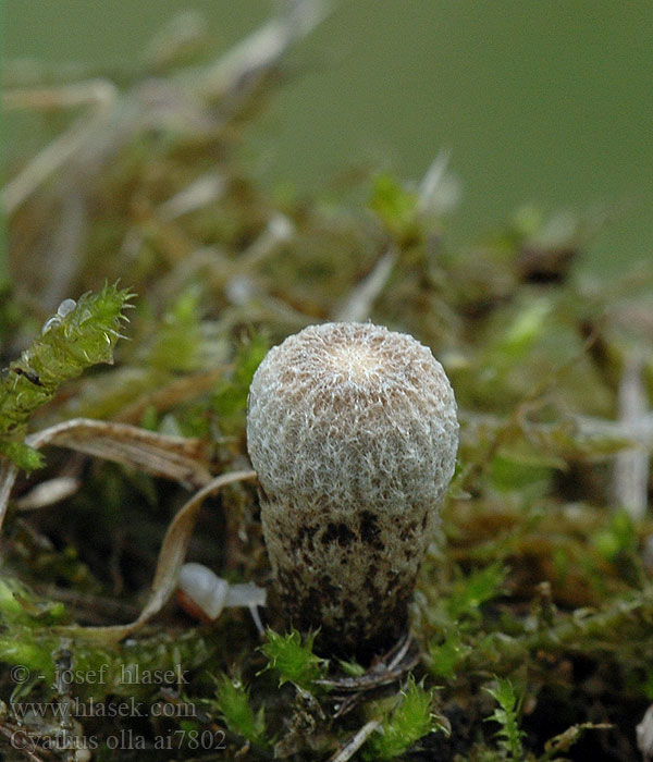 Cyathus_olla_ai7802