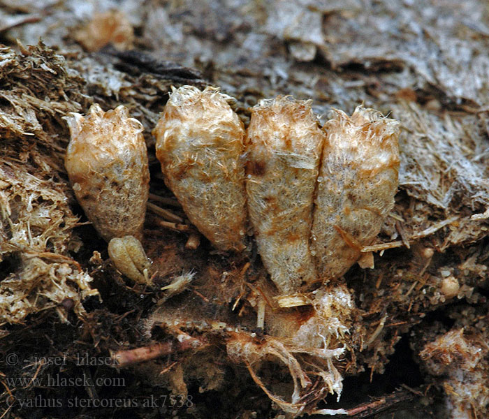 Cyathus stercoreus Číšenka výkalová Dung-Teuerling