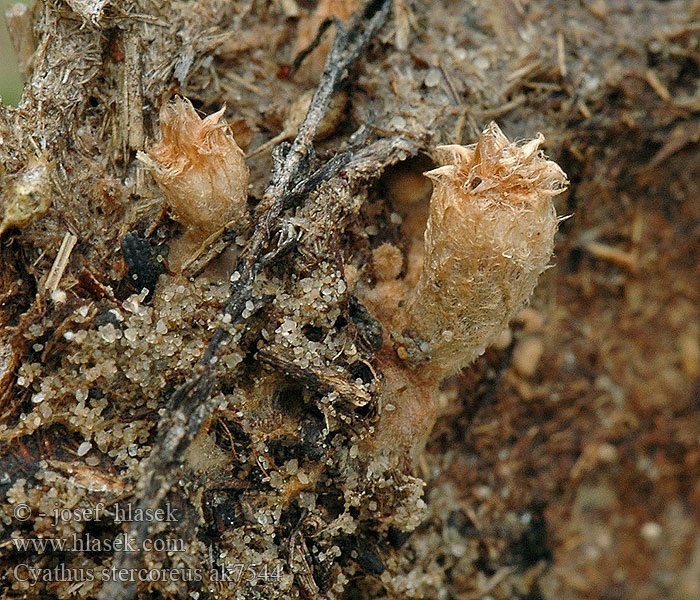 Kubek gnojowy Čiaškovec výkalový Dung-loving bird's nest