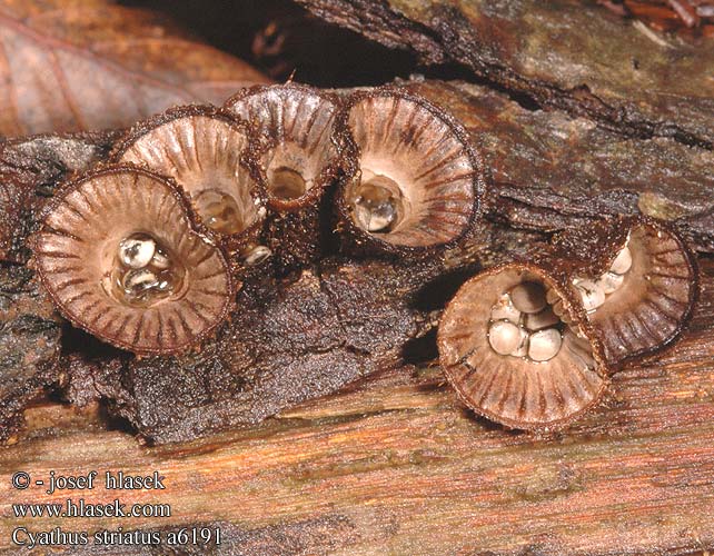 Cyathus striatus Bird's Nest Fungus Stribet redesvamp Uurrepesäsieni cyathe strié Gestreept nestzwammetje Csíkos pohárgomba Gestreifter Teuerling kubek prążkowany Čiaškovec pásikavý číšenka rýhovaná Strimmig brödkorgssvamp Stripebrodkorg