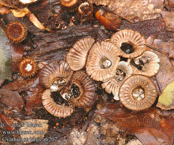 Cyathe strié Gestreept nestzwammetje Csíkos pohárgomba Gestreifter Teuerling Kubek prążkowany Čiaškovec pásikavý Číšenka rýhovaná Strimmig brödkorgssvamp Stripebrødkorg Cyathus striatus Bird's Nest Fungus Stribet redesvamp Uurrepesäsieni