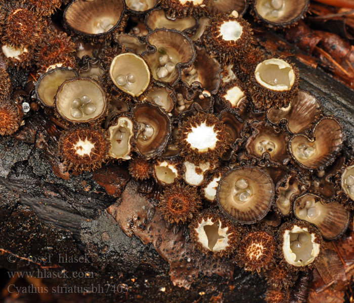 Gestreifter Teuerling Kubek prążkowany Čiaškovec pásikavý Číšenka rýhovaná Strimmig brödkorgssvamp Stripebrødkorg Cyathus striatus Bird's Nest Fungus Stribet redesvamp Uurrepesäsieni Cyathe strié Gestreept nestzwammetje Csíkos pohárgomba