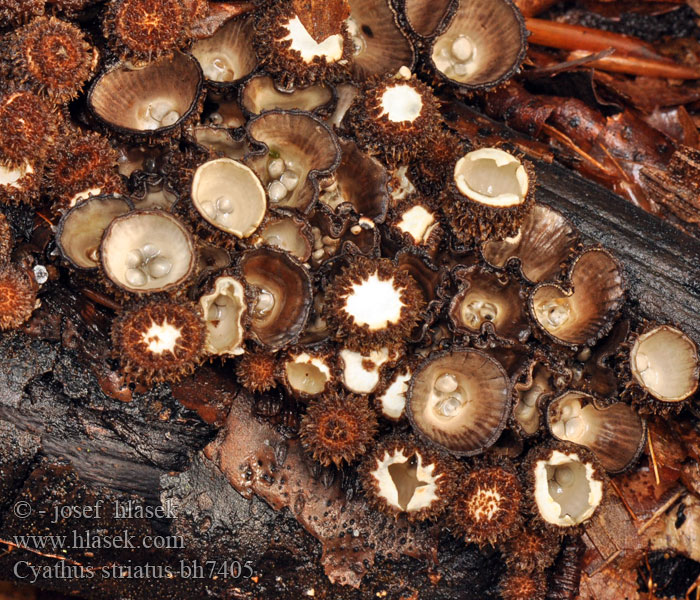 Číšenka rýhovaná Strimmig brödkorgssvamp Stripebrødkorg Cyathus striatus Bird's Nest Fungus Stribet redesvamp Uurrepesäsieni Cyathe strié Gestreept nestzwammetje Csíkos pohárgomba Gestreifter Teuerling Kubek prążkowany Čiaškovec pásikavý