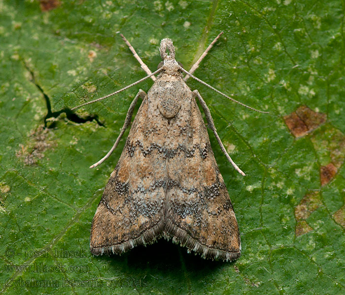 Cybalomia lutosalis