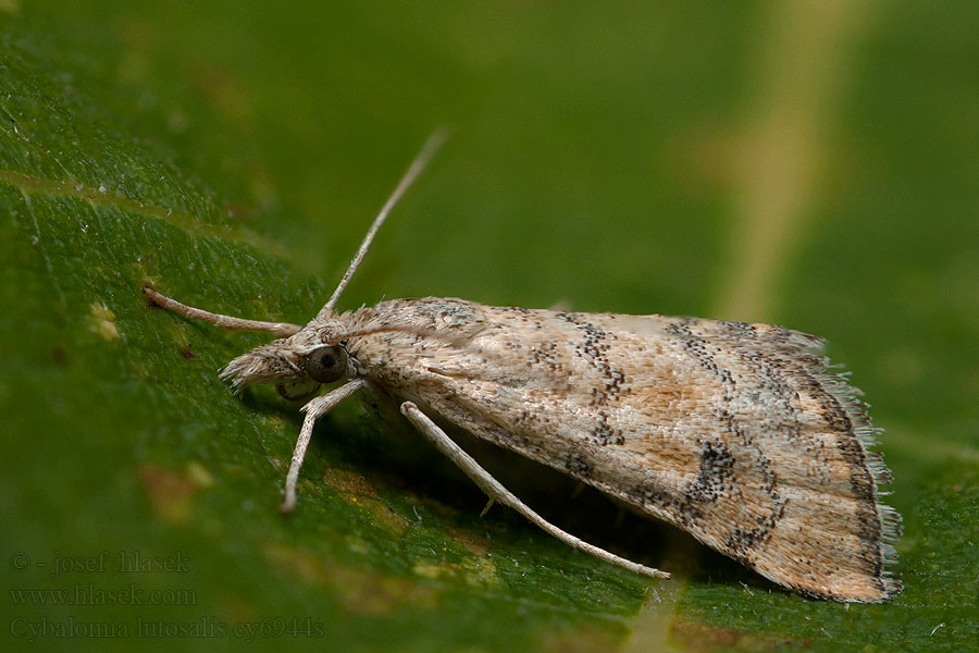 Cybalomia lutosalis