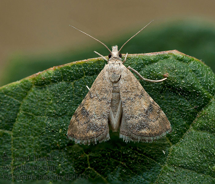 Cybalomia lutosalis