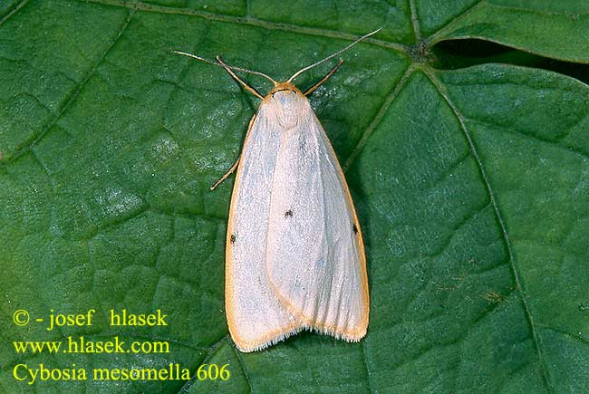 Cybosia mesomella Four-dotted Footman Éborine Csontszínű molyszövő