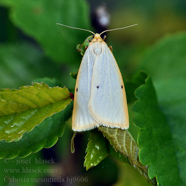 Koisasiipi Cybosia mesomella Four-dotted Footman Éborine