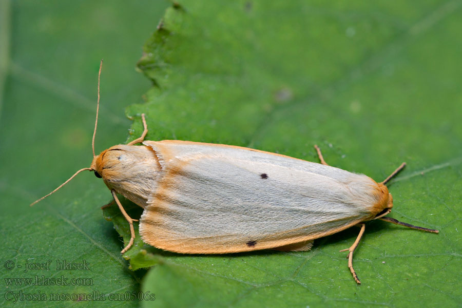 Cybosia mesomella