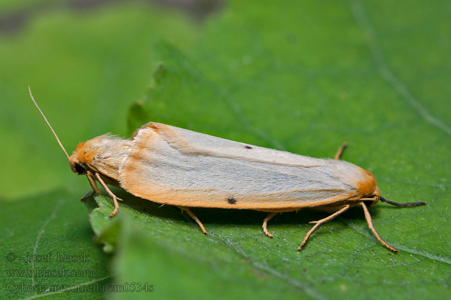 Cybosia mesomella