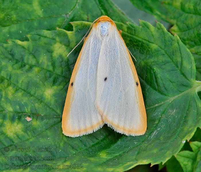 Four-dotted Footman Cybosia mesomella