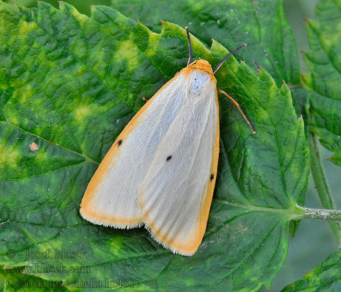 Lišajníkovec belavý Cybosia mesomella