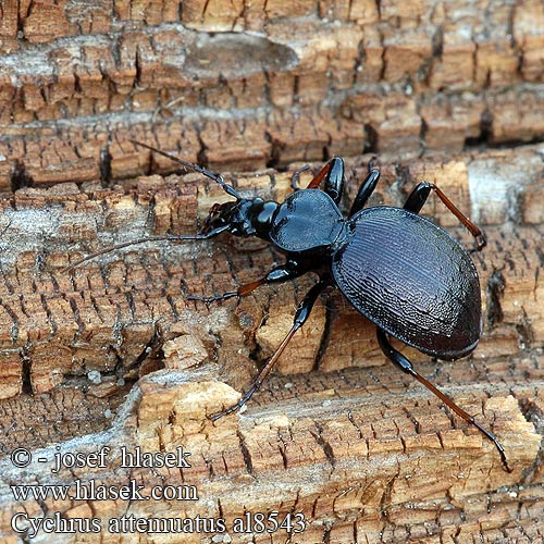 Cychrus attenuatus Gestreifter Schaufelläufer Schmaler Berg-Schaufelläufer Bystruška hnedá