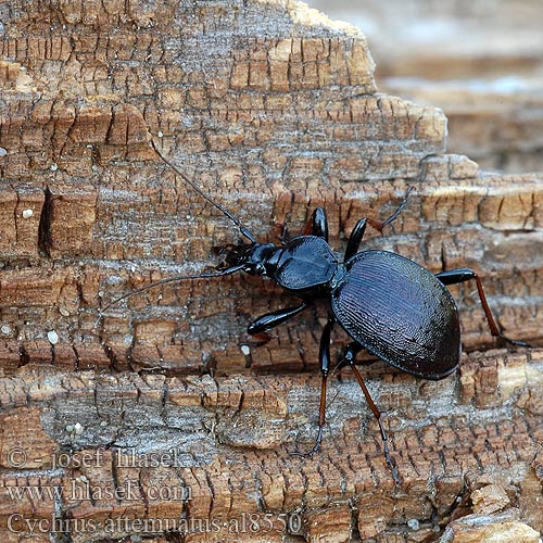 Bystruška hnedá Cychrus attenuatus Gestreifter Schaufelläufer Schmaler Berg-Schaufelläufer