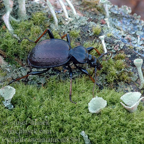 Gestreifter Schaufelläufer Schmaler Berg-Schaufelläufer Bystruška hnedá Cychrus attenuatus