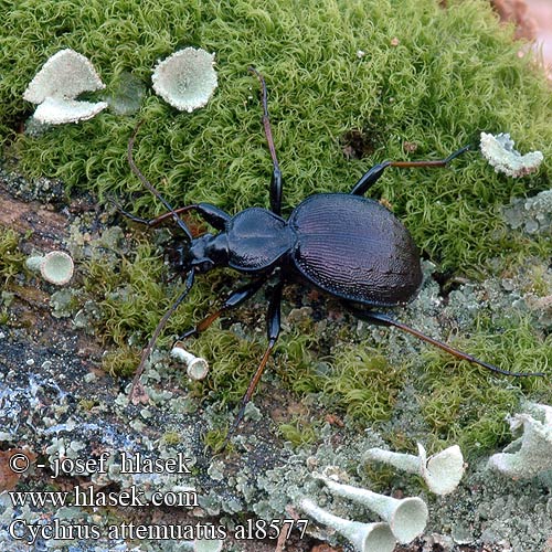 Gestreifter Schaufelläufer Schmaler Berg-Schaufelläufer Bystruška hnedá Cychrus attenuatus