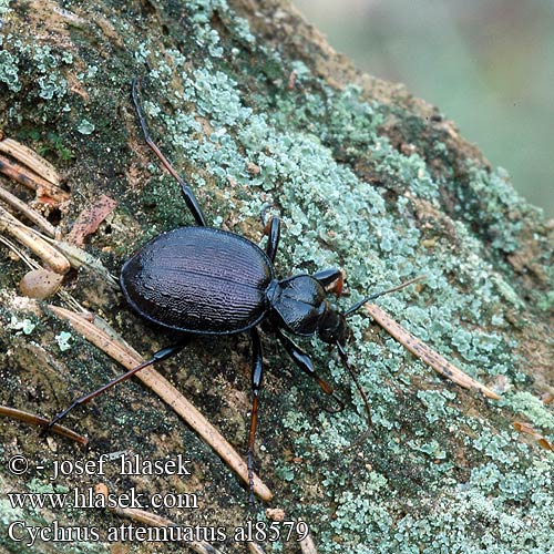 Gestreifter Schaufelläufer Schmaler Berg-Schaufelläufer Bystruška hnedá Cychrus attenuatus