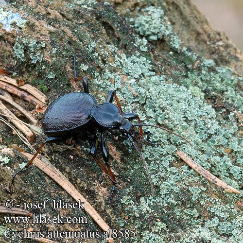 Cychrus attenuatus Gestreifter Schaufelläufer Schmaler Berg-Schaufelläufer Bystruška hnedá