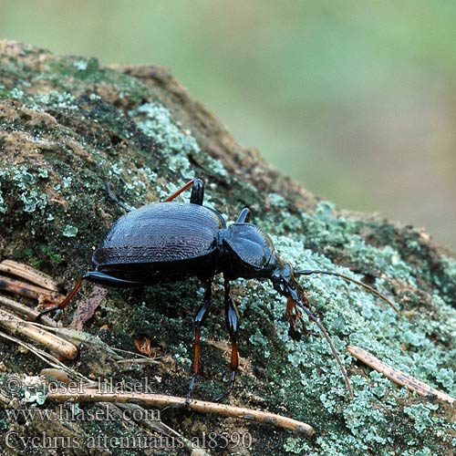 Cychrus attenuatus Gestreifter Schaufelläufer Schmaler Berg-Schaufelläufer Bystruška hnedá