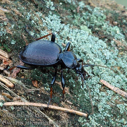 Cychrus attenuatus Gestreifter Schaufelläufer Schmaler Berg-Schaufelläufer Bystruška hnedá