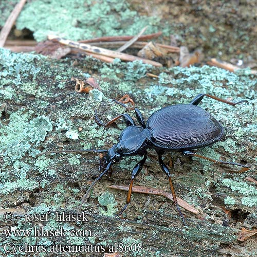 Cychrus attenuatus Gestreifter Schaufelläufer Schmaler Berg-Schaufelläufer Bystruška hnedá