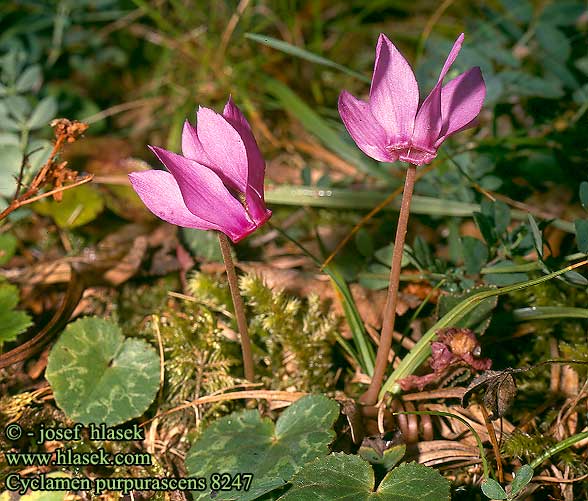 Cyclamen purpurascens duftende alpeviol alppisyklaami Cyclaam