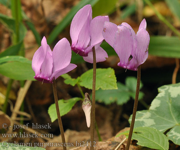 Cyklamen czerwieniejący Brambořík nachový Alpine European cyclamen