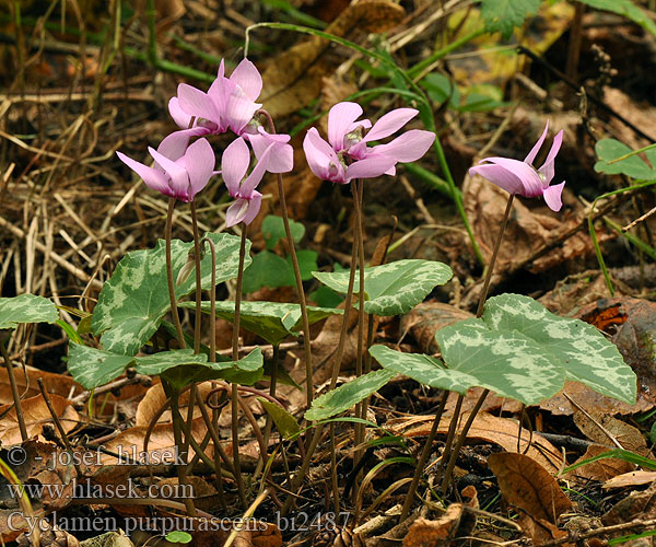 Alpine European cyclamen Šumska ciklama Cyklámen purpurový