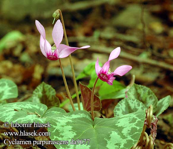 Cyclamen purpurascens duftende alpeviol alppisyklaami