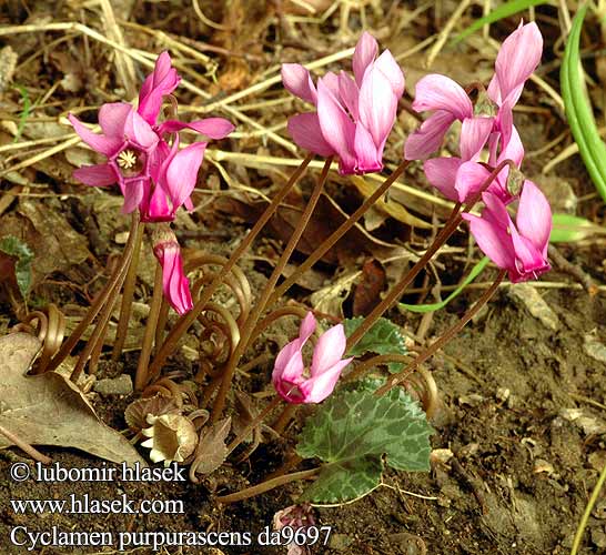 Cyclamen purpurascens Brambořík nachový