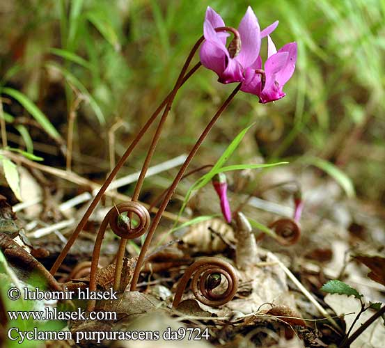 Cyclamen purpurascens Cyklamen czerwieniejący Brambořík nachový