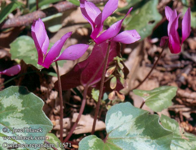 Cyclamen repandum 11571