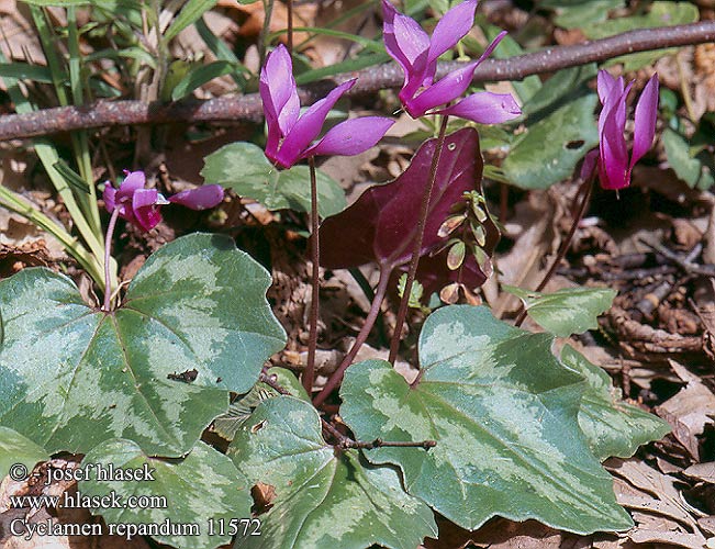 Cyclamen repandum 11572